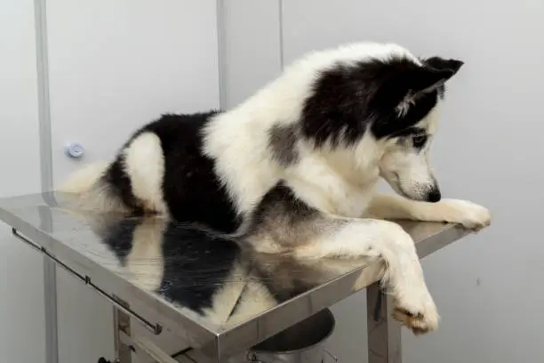 Siberian Husky lying on the table at the veterinary clinic.