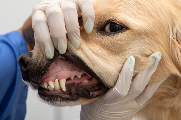 istock Veterinarian examining a dog's teeth 1256784074