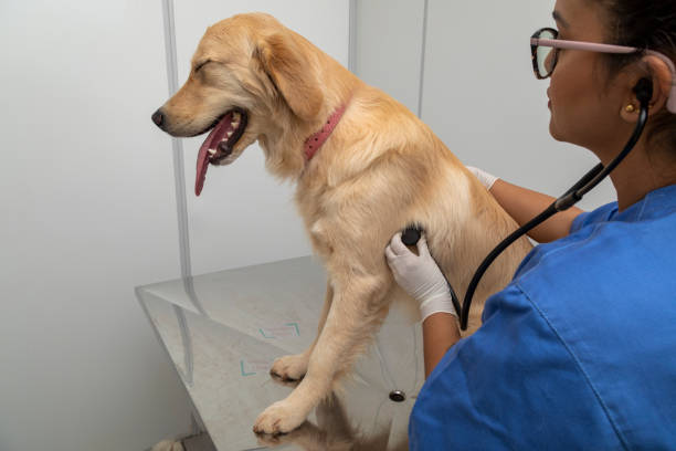 istock Hispanic veterinarian examining a dog 1256784613