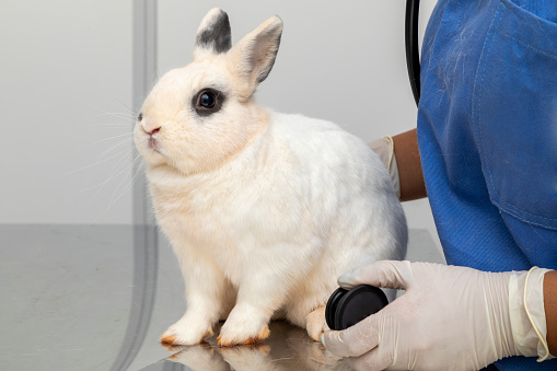 Veterinary doctor examining a rabbit .