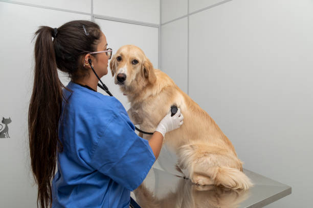 istock Hispanic veterinarian examining a dog 1256784737