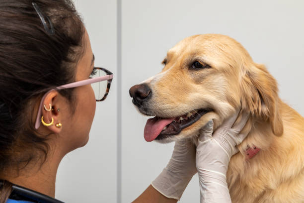 istock Hispanic veterinarian examining a dog 1256784744