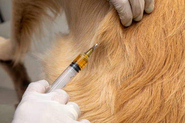 istock Hispanic veterinarian examining a dog 1256784752