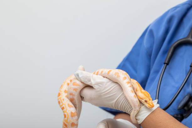 médico veterinario examinando una serpiente albina de pitón molurus - herpetología fotografías e imágenes de stock