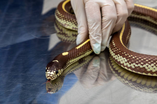 istock Veterinary doctor examining a king snake 1256784885