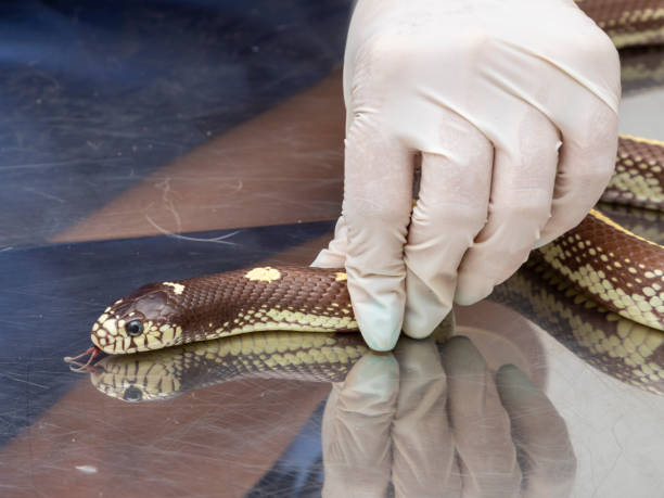 istock Veterinary doctor examining a king snake 1256784903