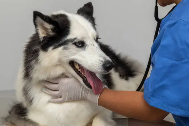 Hispanic veterinarian examining a Siberian husky dog.