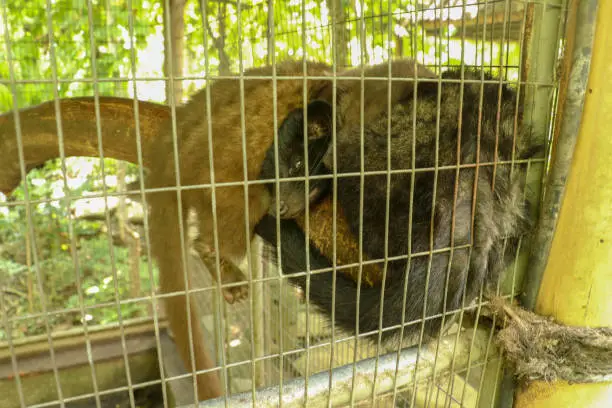 Cute Asian palm civet lying in cage. Civet cat portrait closeup Paradoxurus hermaphroditus produces Kopi luwak. Arctogalidia trivirgata is a viverrid native to South and Southeast Asia.