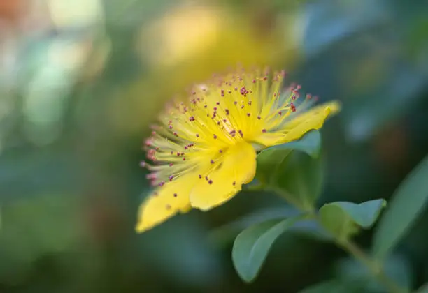st. john's wort (hypericum perforatum) yellow bushy flower