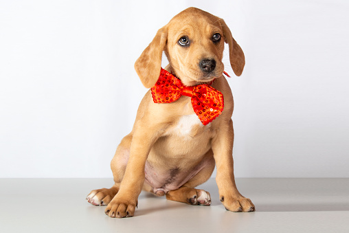 Brown puppy with gift isolated on a white background.