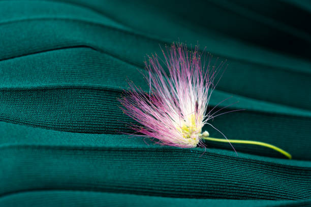 istock a pink silk tree flower placed on a dark green cloth bag. 1256789133
