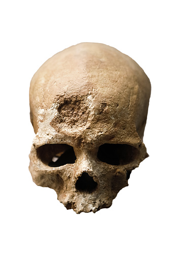 prehistoric man skull, homo sapiens skull isolated on white background with space for text