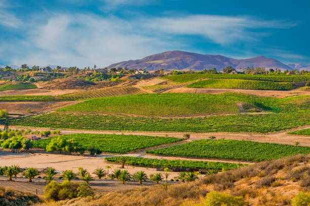temecula valley zeigt seine weinberge und weingüter auf den hügeln in kalifornien. - vineyard in a row crop california stock-fotos und bilder