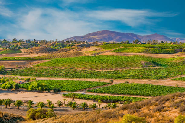 temecula valley shows it's vineyards and wineries on the hills in california. - vineyard in a row crop california imagens e fotografias de stock