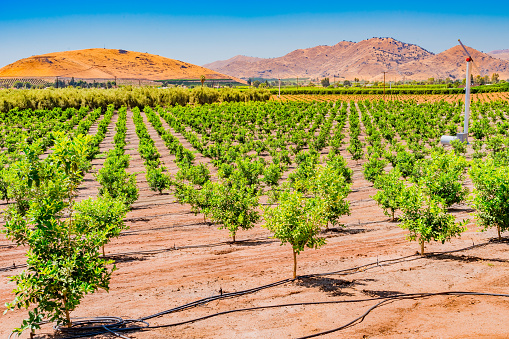 The San Joaquin Valley covers a huge part of Central California, and is the heart of  agriculture in California. Young orange trees grow in one of the orchards in the valley, near Clovis and Fresno.