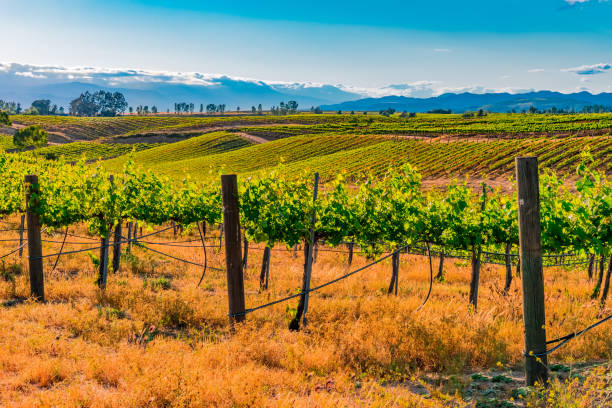 die sanften hügel des temecula valley sind mit weinbergen in kalifornien gefüllt - vineyard in a row crop california stock-fotos und bilder