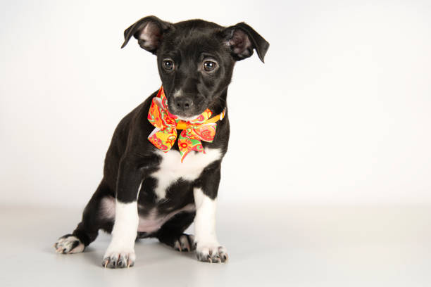 istock Chihuahua Puppy Dog 1256790670