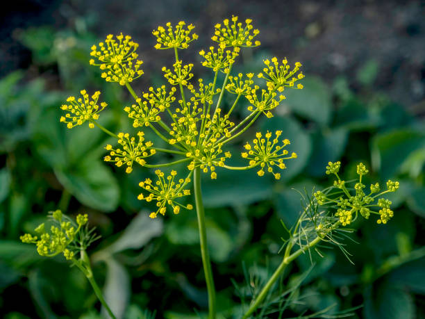istock yellow dill blooming in the garden, macro 1256793819