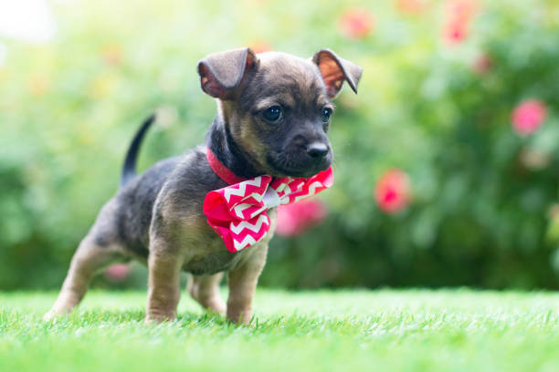 Chihuahua/Terrier Mix Puppy Dog