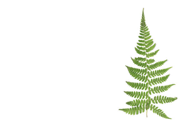 istock Green leaves on white background 1256795400
