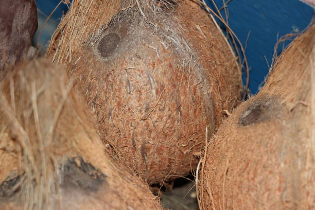 istock Coconut Skin Peeled 1256795538
