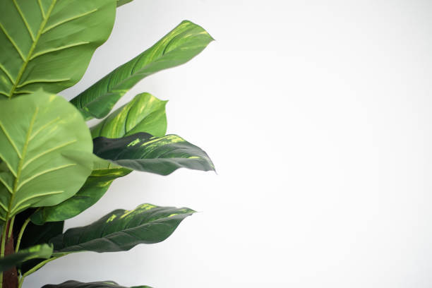 istock Green plant on white background. 1256796167