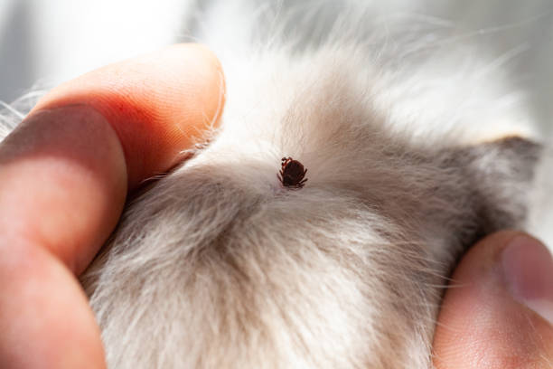 istock Kitten with ticks. Ticks attached to cat skin. Tick bite. 1256796204