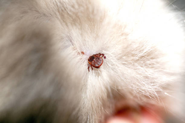 istock Kitten with ticks. Ticks attached to cat skin. Tick bite. 1256796213