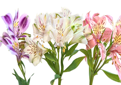Alstroemeria (lat.Alstroemeria) - a genus of South American rhizome and tuberous flowering herbaceous plants.