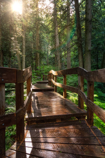 istock Wooden Pathway in the Rain Forest during a vibrant sunny day. 1256802638