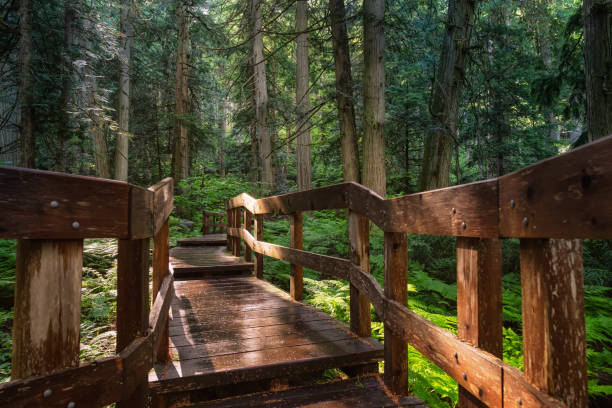 istock Wooden Pathway in the Rain Forest during a vibrant sunny day. 1256802722