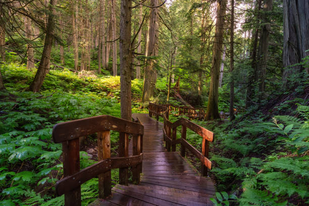 istock Wooden Pathway in the Rain Forest during a vibrant sunny day. 1256802849