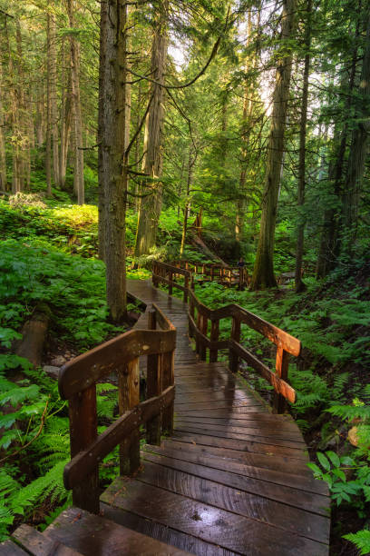 istock Wooden Pathway in the Rain Forest during a vibrant sunny day. 1256803269