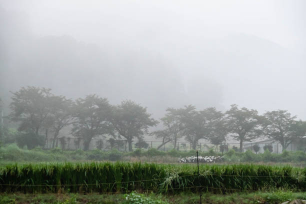 istock Morning mist in the countryside 1256803587