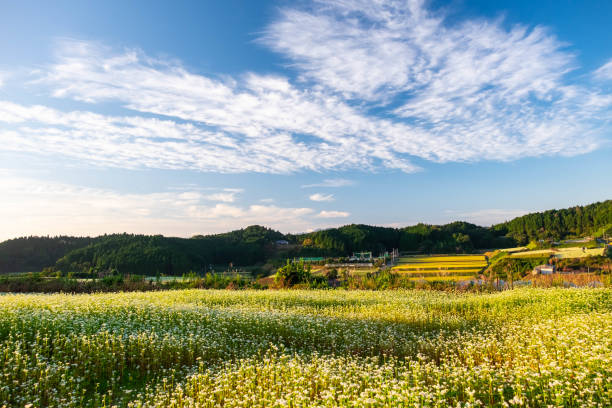 istock Beautiful morning in a buckwheat field 1256803637