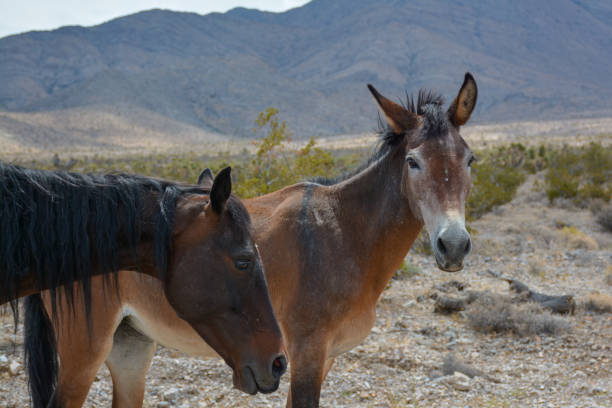 istock Male Wild Burro in Nevada Desert 1256804213