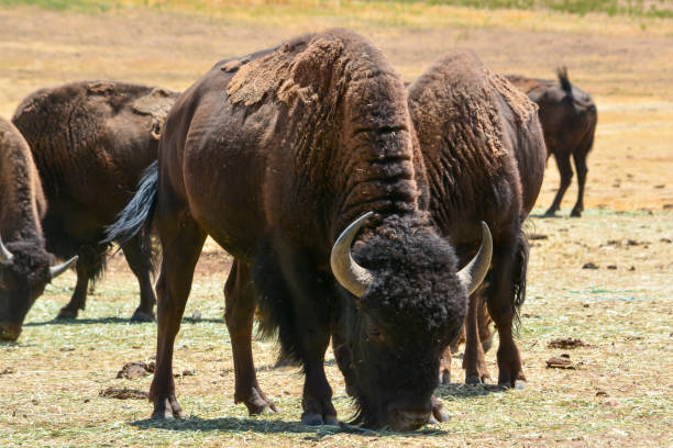 Male American Bison in Pasture stock photo