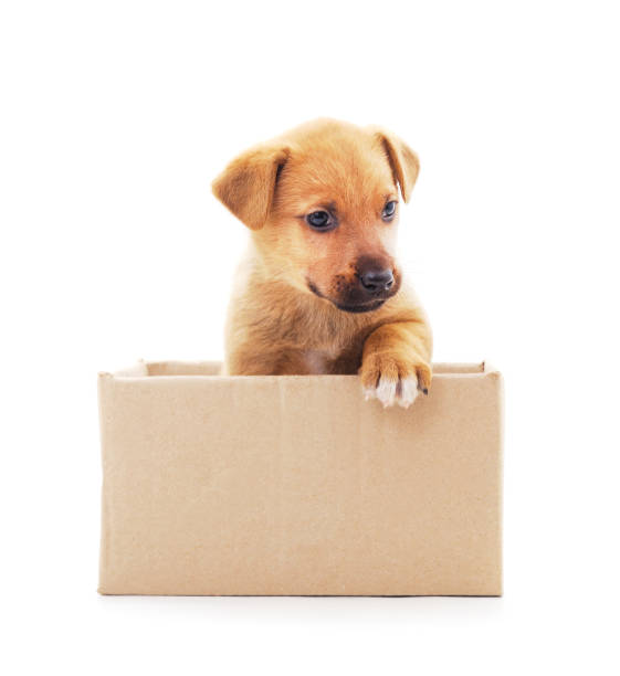 istock One little dog in the box. 1256805761
