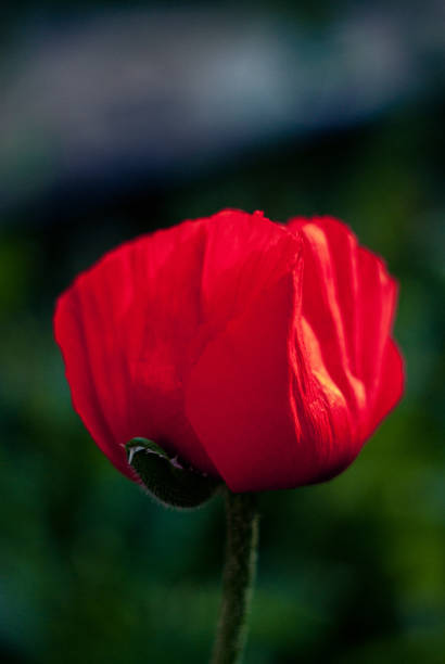istock Red poppy flower 1256805878