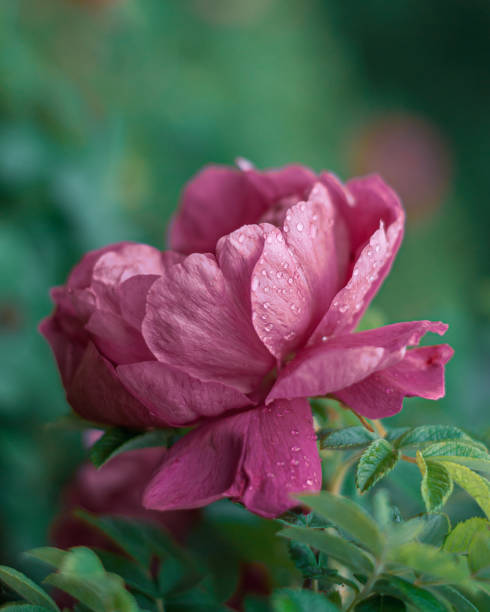 istock Wild rose flower art photo 1256805933