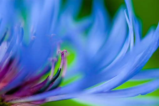 The macro shoot of knapweed (Centaurea) stamens and petals. Looks like blue flame