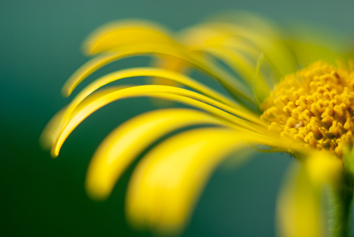 Blurred yellow petals of Doronicum flower. Closeup macro shot with green sunny background