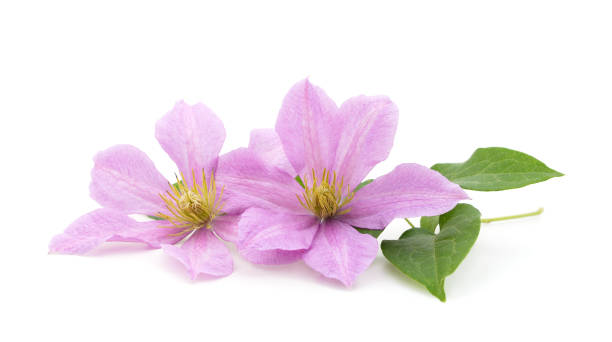 istock Purple clematis with green leaves. 1256806085