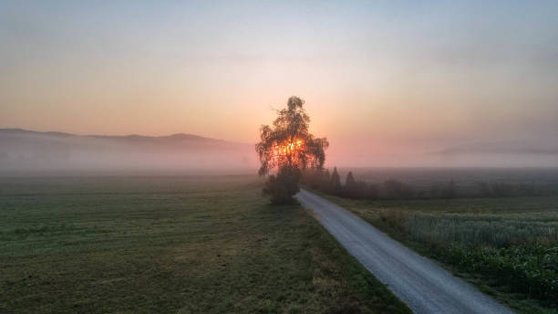 istock Rising sun behind the tree - a gentle yellow-orange color 1256806767