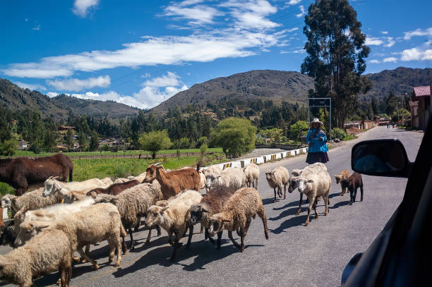 Sheep, goats, and donkeys share the road with cars in rural Cajamarca, Peru. Cajamarca, Peru - November 5, 2009: Sheep, goats, and donkeys share the road with cars in rural Cajamarca, Peru. cajamarca region stock pictures, royalty-free photos & images