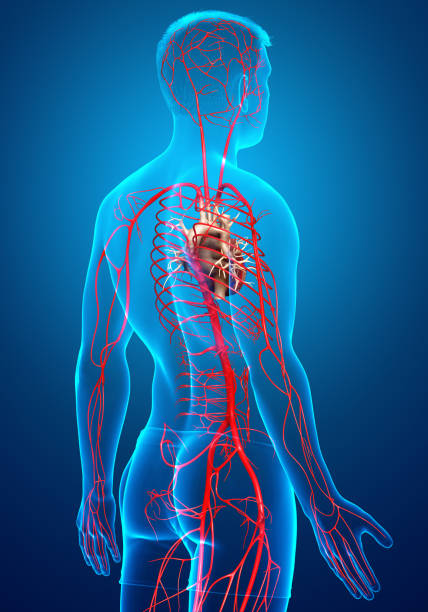 istock 3d rendered medically accurate illustration of male arteries 1256808262