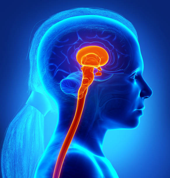 脳幹の3dレンダリング医療イラスト - hypothalamus ストックフォトと画像