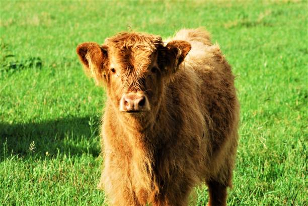 istock Head of a galloway calf as a portrait 1256809285