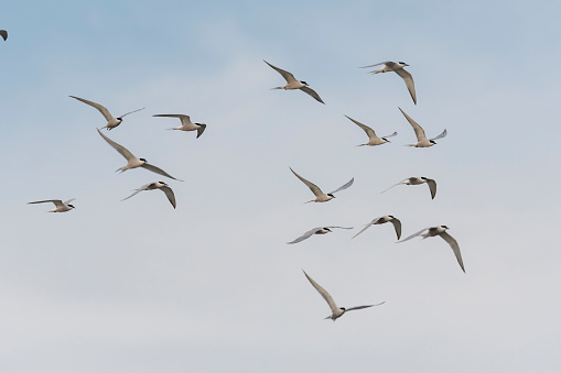 Common Tern flight