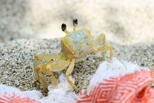 Little crab walking on the white sandy beach in Tayrona National Park in Colombia